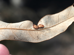 Polystepha symmetrica