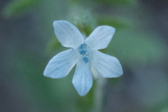 Allophyllum integrifolium