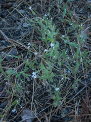 Allophyllum integrifolium