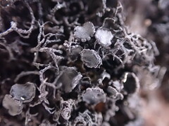 Pseudephebe minuscula