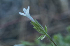 Allophyllum integrifolium