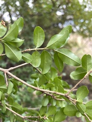 Ligustrum sinense