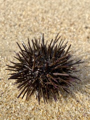 Heliocidaris erythrogramma