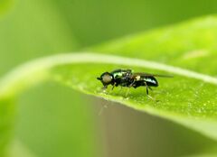 Sarginae