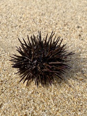 Heliocidaris erythrogramma