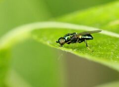 Sarginae
