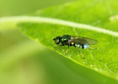 Sarginae