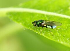 Sarginae