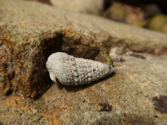 Rhinoclavis sinensis