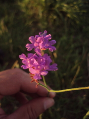 Verbena intermedia