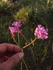 Verbena intermedia