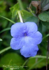 Achimenes longiflora
