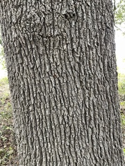 Quercus stellata