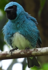 Tersina viridis