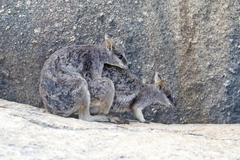 Petrogale mareeba