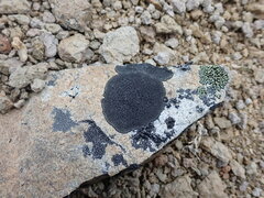 Rhizocarpon
