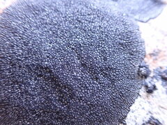 Rhizocarpon