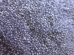Rhizocarpon
