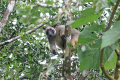 Dendrolagus lumholtzi