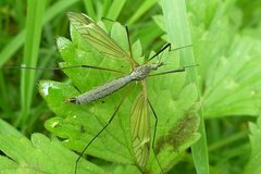 Tipula luna