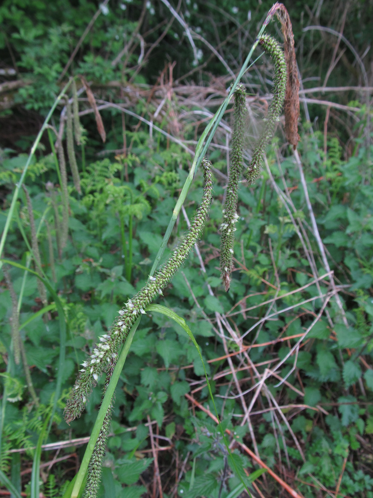 Wachtliella caricis