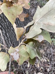 Quercus stellata