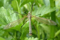 Tipula luna