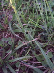 Verbena intermedia