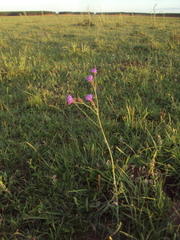 Verbena intermedia