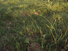 Verbena intermedia