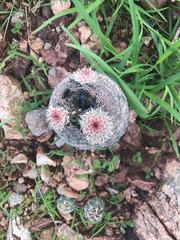 Echinocereus pectinatus rutowiorum
