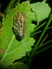 Semnodactylus wealii