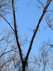 Buteo jamaicensis