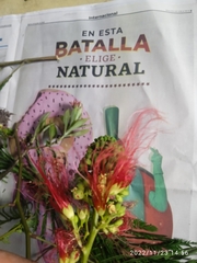Calliandra houstoniana