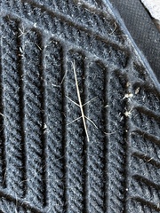 Parabacillus hesperus