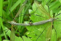 Tipula luna