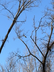 Buteo jamaicensis