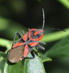 Spilostethus furcula