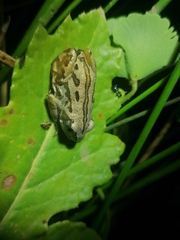 Semnodactylus wealii