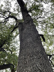 Quercus stellata