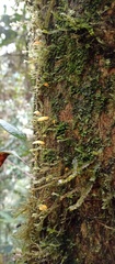 Marasmiineae