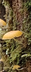 Marasmiineae