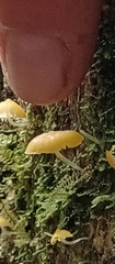 Marasmiineae