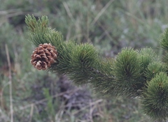 Pinus flexilis