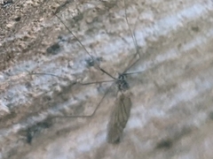 Trichoceridae