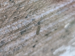 Trichoceridae