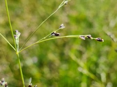 Catabrosella variegata
