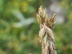 Koeleria eriostachya