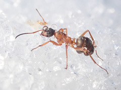 Formica rufibarbis