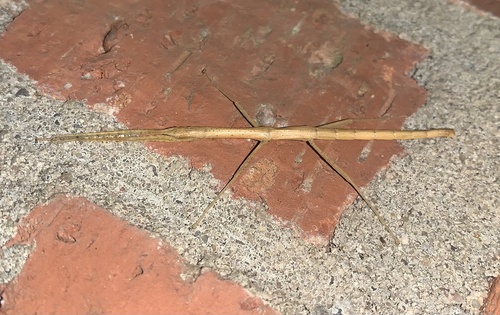 Indian Stick-insect